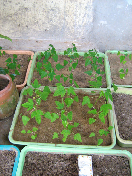 papaya3 small.jpg